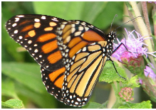 2017 Butterfly Release Celebration logo
